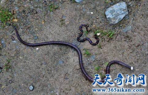 喜玛拉雅白头蛇的介绍，喜玛拉雅白头蛇的毒性到底有多强？