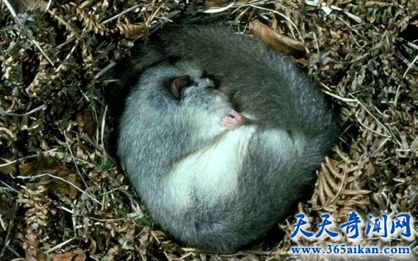 动物冬眠过程是怎么样的？动物冬眠是怎样保持体温的？
