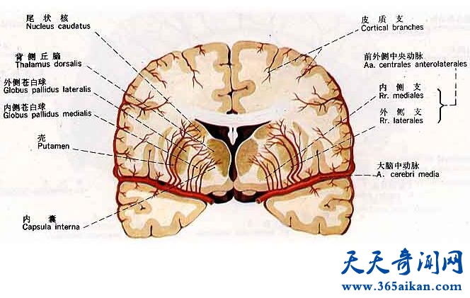 大脑5.jpg