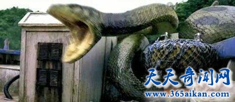 江苏射阳发现巨蛇-传闻是龙的化身