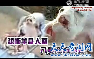 中东现疑似“外星生物” 酷似人脸有八只脚