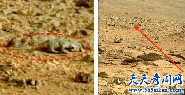 日本UFO迷在好奇号拍照中发现“火星蜥蜴”