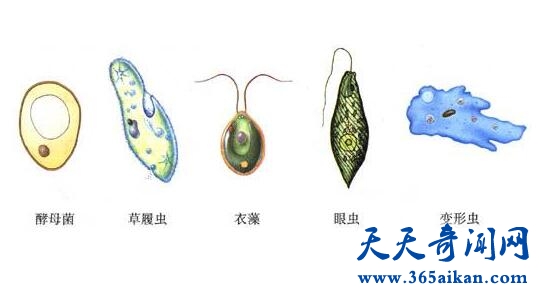 单细胞生物