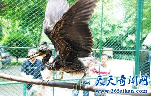 海南虎斑鳽