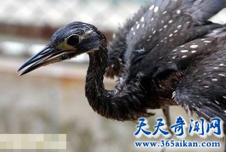 探索四川现最神秘鸟，四川最神秘鸟是濒危动物！