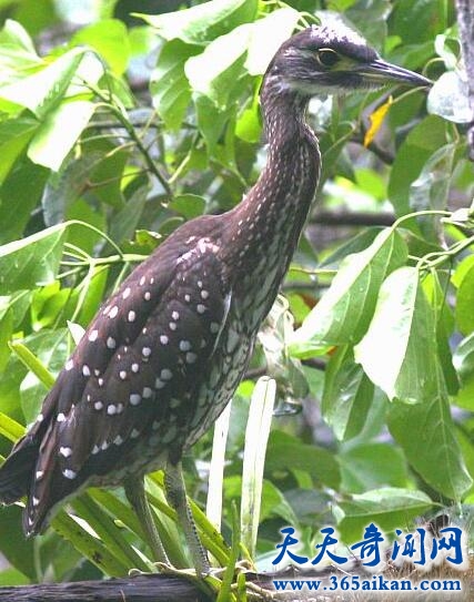 海南虎斑鳽