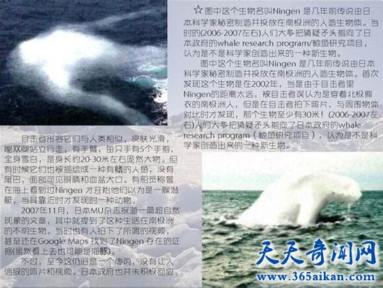 南极出现30米高人类 南极人造人到底是什么生物