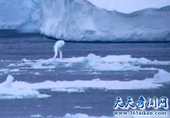 南极出现30米高人类 南极人造人到底是什么生物