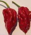 娜迦毒蛇世界上最辣的辣椒之一 吃了能烧死人的辣椒