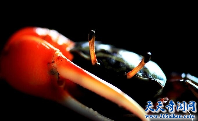 巨招潮蟹介绍，巨招潮蟹怎样饲养？