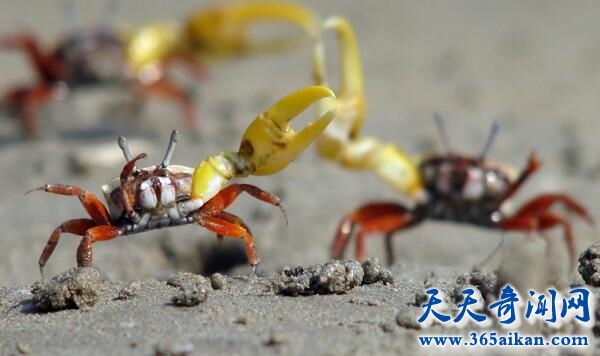 巨招潮蟹介绍，巨招潮蟹怎样饲养？