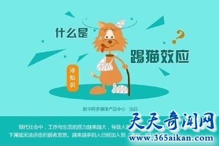 揭秘现代社会广泛出现的踢猫效应，该如何防止踢猫效应？