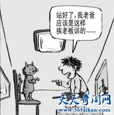 揭秘现代社会广泛出现的踢猫效应，该如何防止踢猫效应？