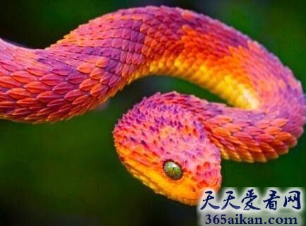 世界上最漂亮的蛇有哪些？十大世界上最漂亮的蛇