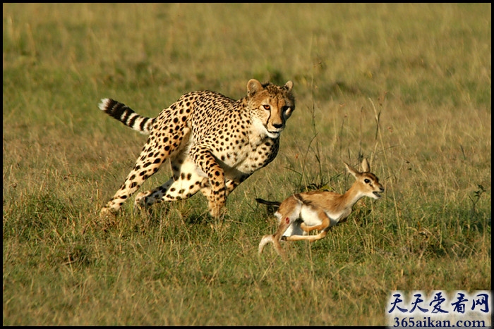 世界上跑得最快的动物是什么？世界上跑得最快的动物简介