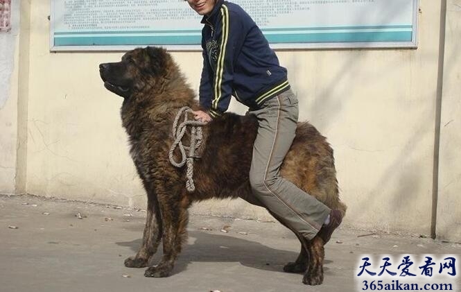 世界上最大的狗有多大？竟然可以当马骑！！