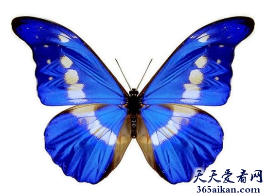花中精灵翩翩飞舞：盘点世界上最漂亮的蝴蝶有哪些？