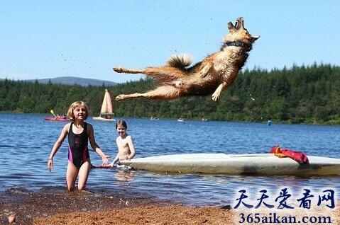 世界上跳的最高的狗，有望打破吉斯尼世界记录