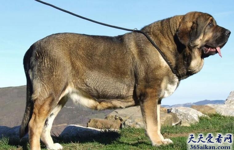 世界上最大的犬种排行榜，藏獒竟然排不上名次
