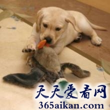 世界上最贵的十个动物是哪些？世界上最贵的十个动物是介绍