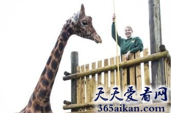 世界上最高的长颈鹿有多高？