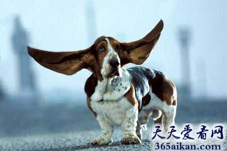 全球最大的狗耳朵，像扇子一样