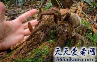 世界上最大蜘蛛是怎么样的？世界上最大蜘蛛介绍