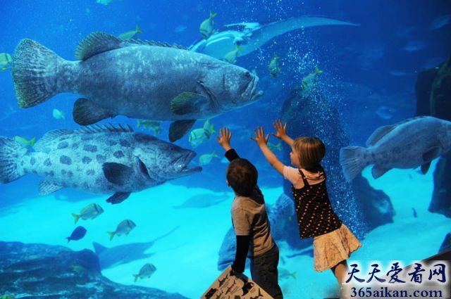 世界上最大的水族馆在哪里？让您游览在海底的世界