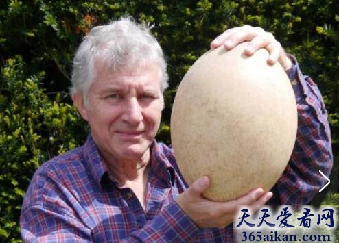 世界上最大的蛋是怎么样的？世界上最大的蛋介绍