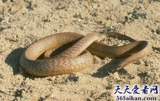 世界上最毒的蛇TOP10，世界十大最毒的蛇介绍？