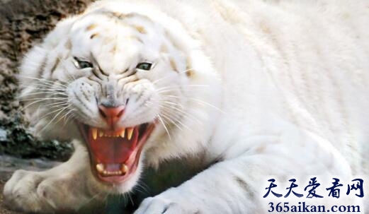 世界上最白的老虎：纯白虎