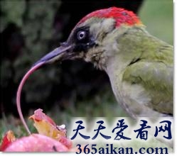 盘点动物界最恐怖的嘴有哪些？长满利齿的怪物