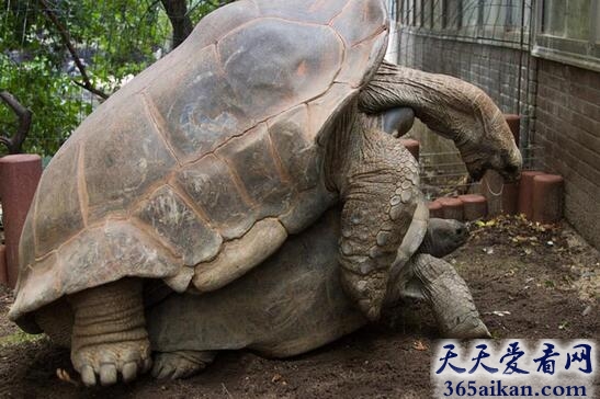 揭秘世界上最大的乌龟：象龟