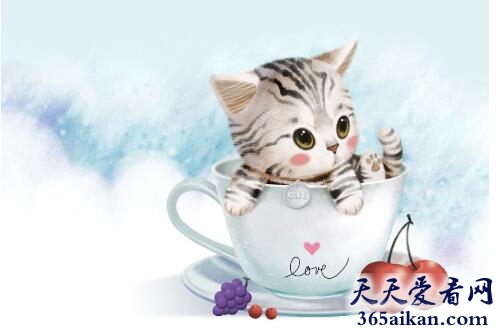 世界上体型最娇小的猫：茶杯猫
