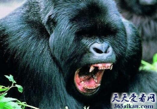 动物园黑猩猩兽性大发，差点强奸女饲养员