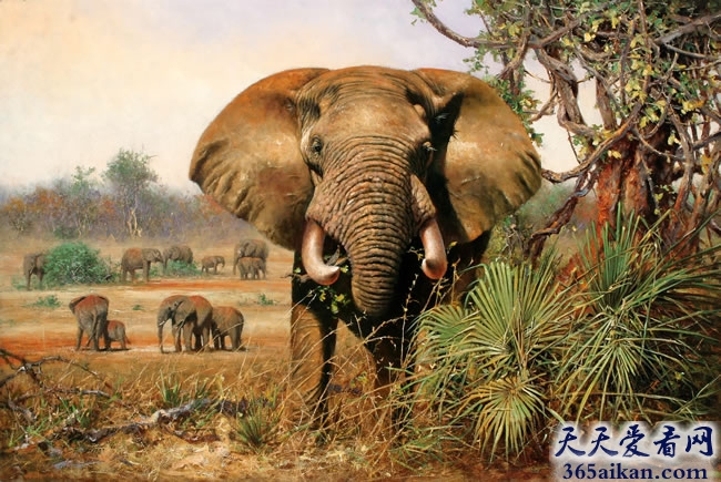 盘点自然界的十大巨型动物有哪些？自然界的十大巨型动物图片赏析