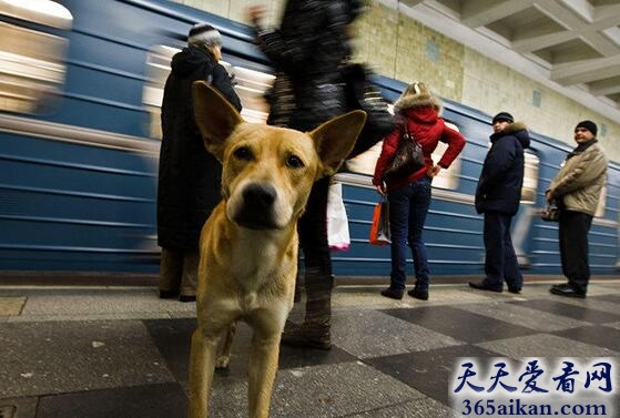 动物界的奇葩：流浪狗坐地铁“上班下班”