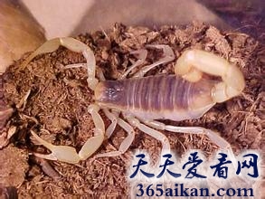 世界上最毒的蝎子是哪种?世界上最毒的蝎子介绍