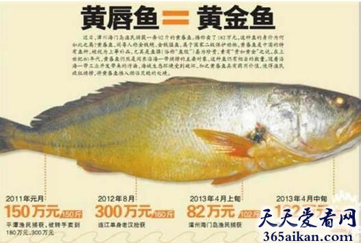 揭秘全球最贵的鱼：黄唇鱼