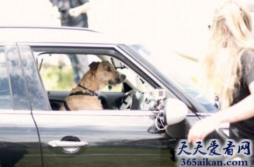 动物中的奇葩：狗狗8周学会开车，驾照考试一年还不过的可以泪奔了！