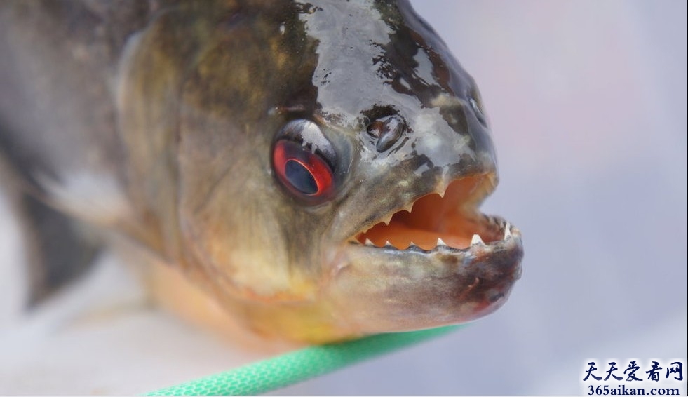 世界上最凶猛的鱼类，巴西食人鱼介绍.jpg