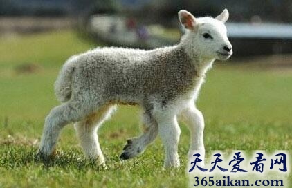 世界上长了5条腿的羊是怎么样的？