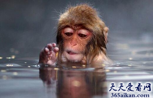 动物中的享受者：日本猕猴泡温泉，那爽YY的表情，真是神了