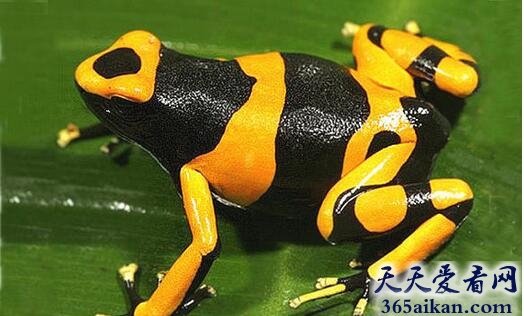 揭秘世界毒王,世界上最毒的动物：箭毒蛙
