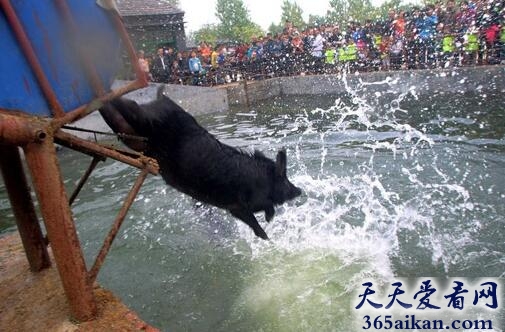 动物笑谈：养猪场版小猪运动会，跨栏游泳项目真齐全！