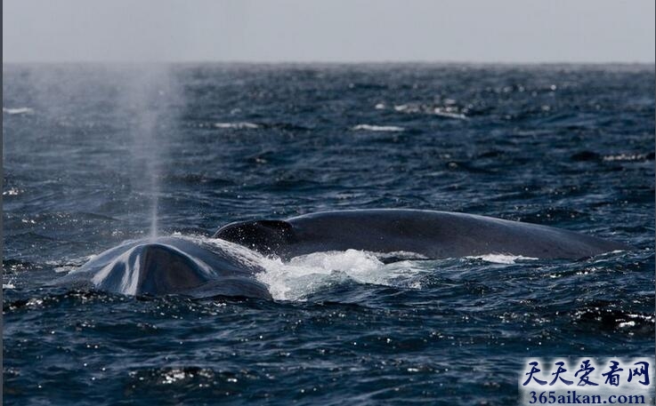 揭秘世界上最大的鲸鱼：蓝鲸