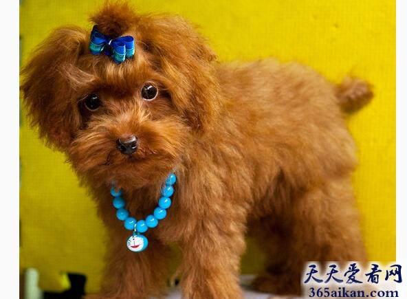 玩具贵宾犬1.jpg