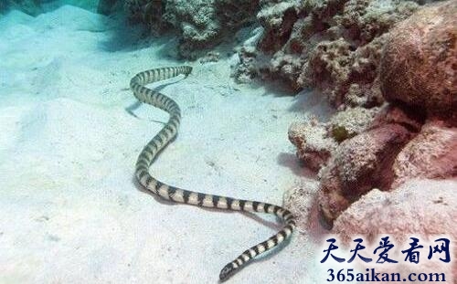 世界上最毒的蛇——海蛇