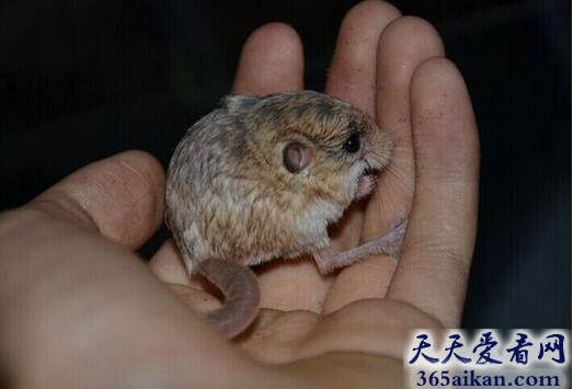世界上最小的跳鼠有多小,世界上最小的跳鼠介绍