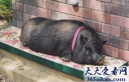 猪的寿命有多长？世界上寿命最长的猪介绍